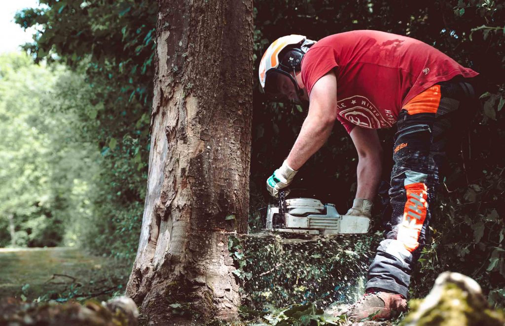 Ausgebildete Baumpfleger